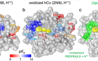 A key role of protons and superoxide ions in the respiratory chain has been discovered